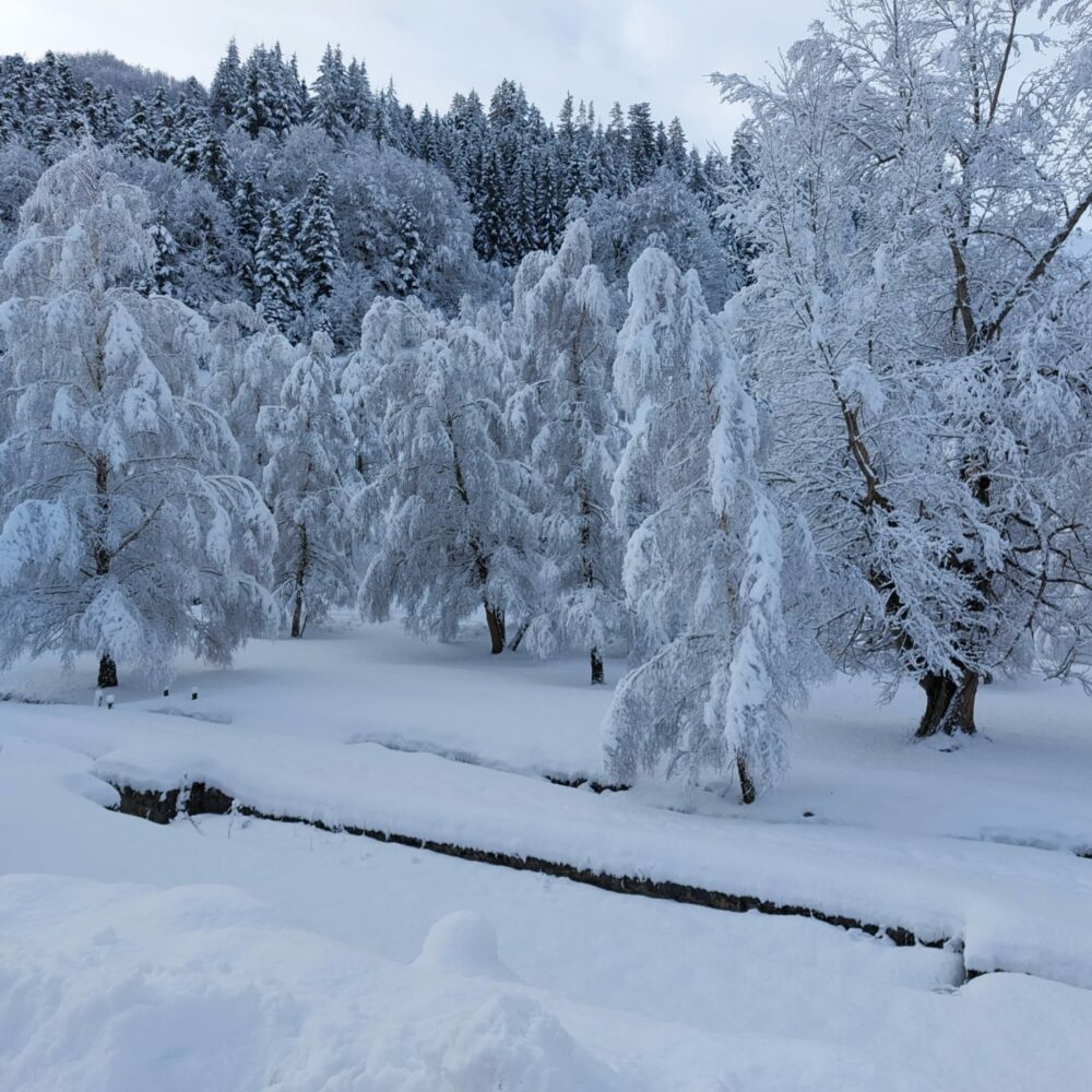 a12c558d-39e9-4935-b59c-75025c270b90 a12c558d-39e9-4935-b59c-75025c270b90